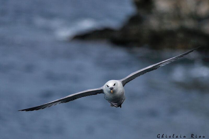 Fulmar boréal