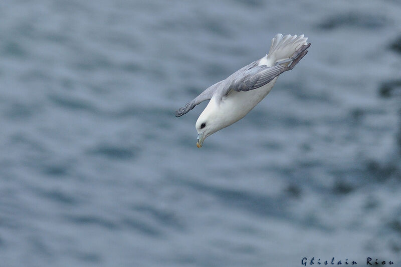 Fulmar boréal