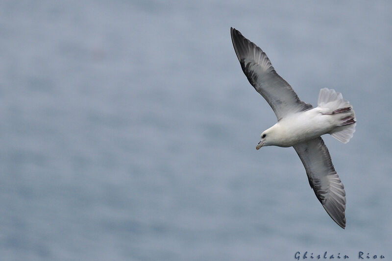 Northern Fulmar