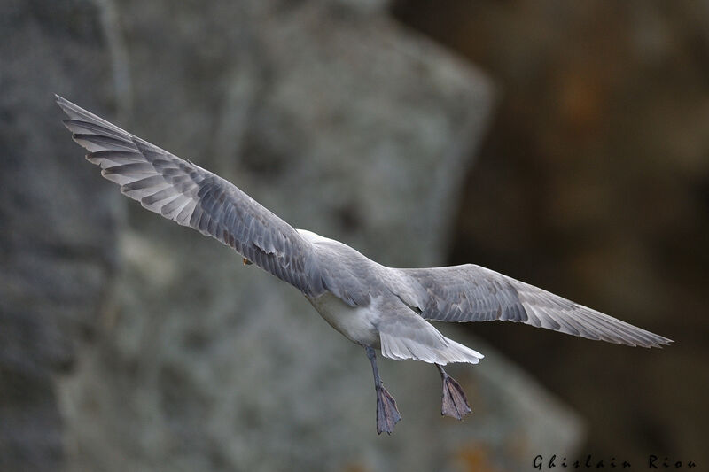 Northern Fulmar