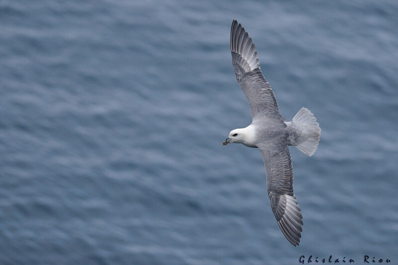 Fulmar boréal