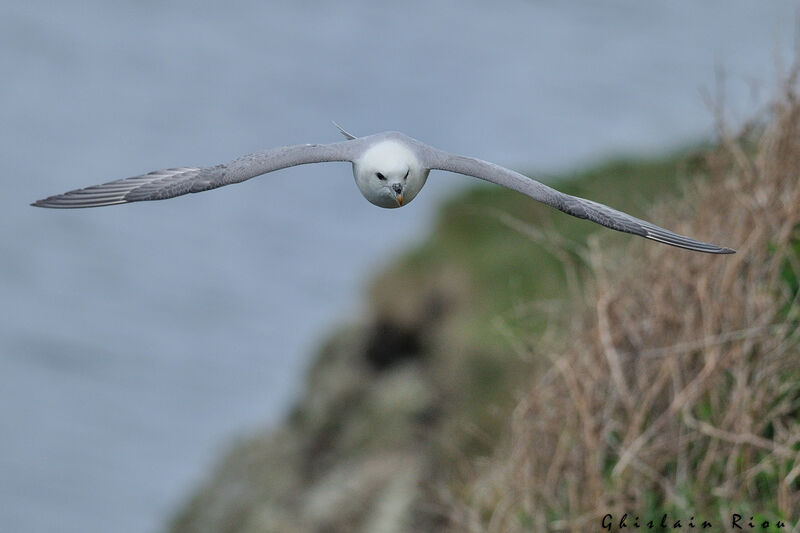 Fulmar boréal