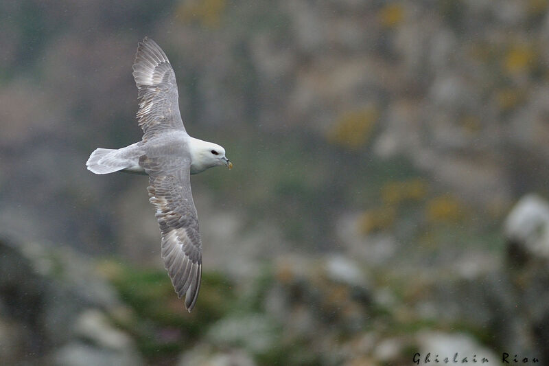 Northern Fulmar