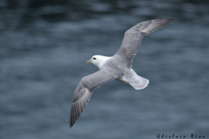 Fulmar boréal