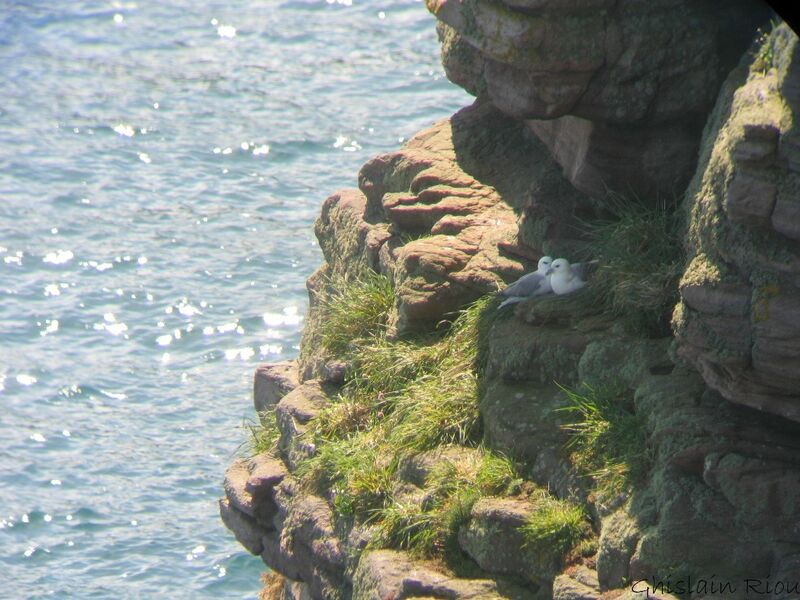 Fulmar boréal adulte