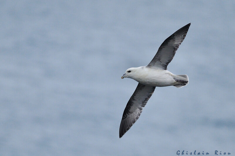 Northern Fulmar