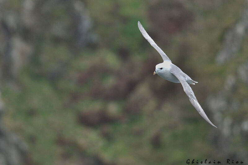 Fulmar boréal