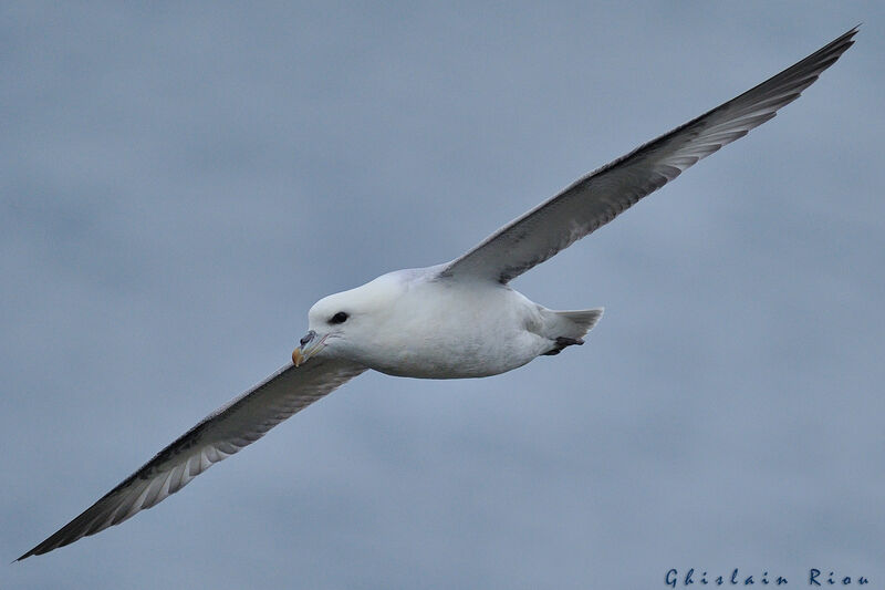 Northern Fulmar