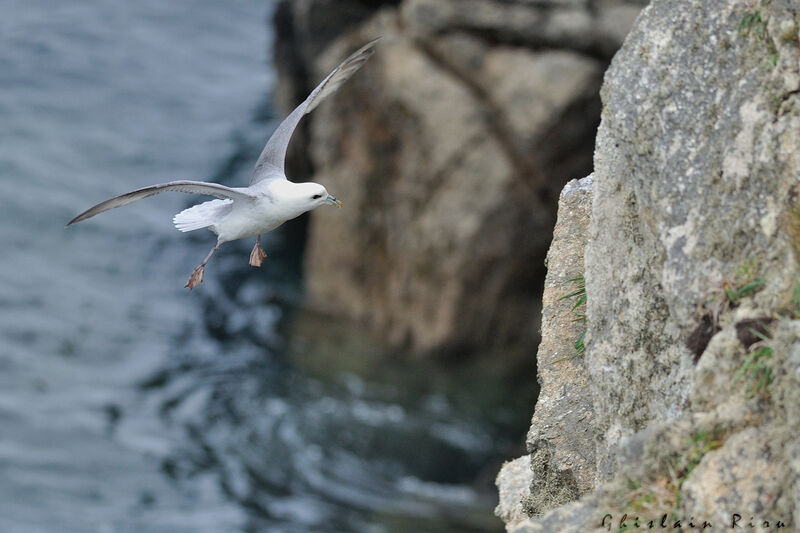 Fulmar boréal