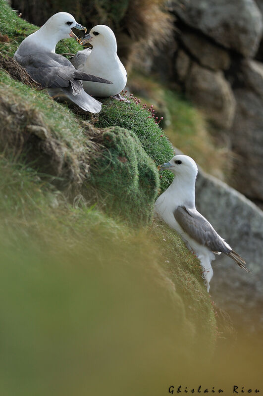 Fulmar boréal