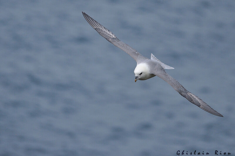 Fulmar boréal