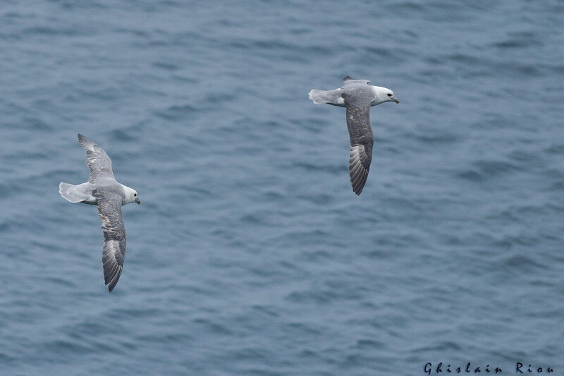 Northern Fulmar