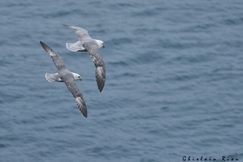 Northern Fulmar