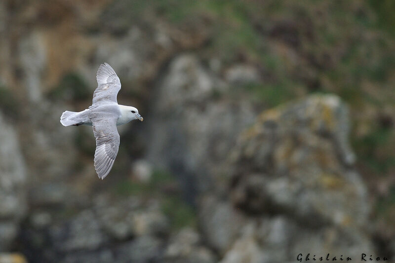 Fulmar boréal