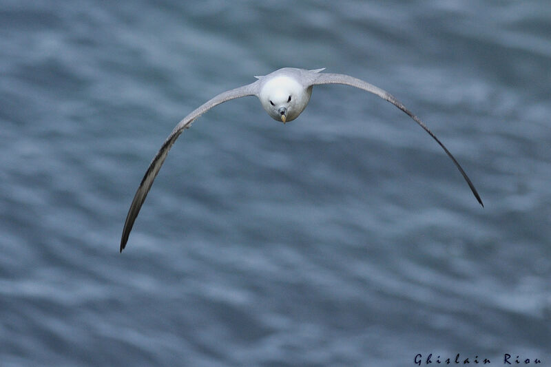 Northern Fulmar