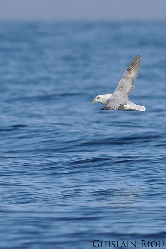 Fulmar boréal