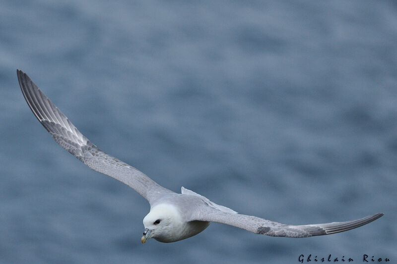 Northern Fulmar