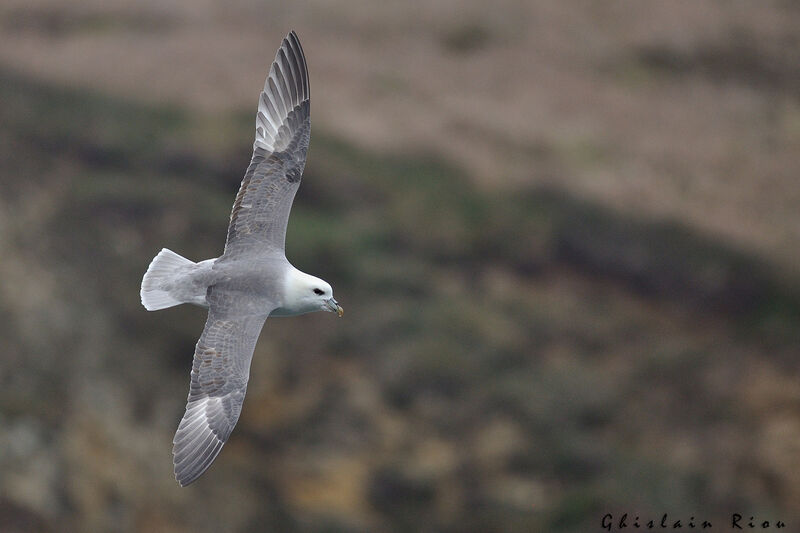 Northern Fulmar