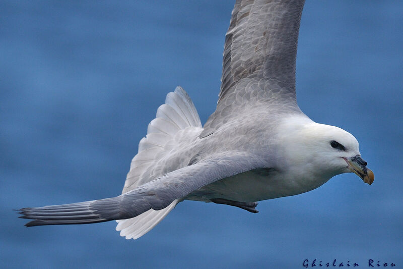 Fulmar boréal