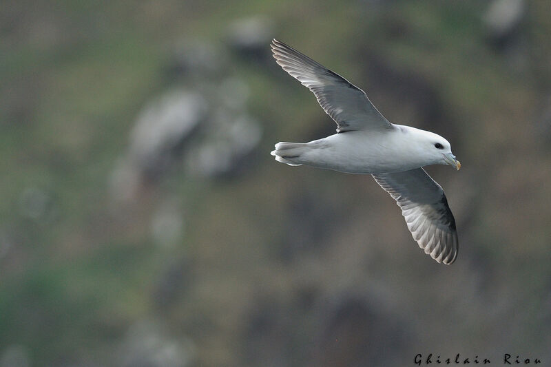 Northern Fulmar