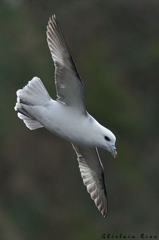 Fulmar boréal