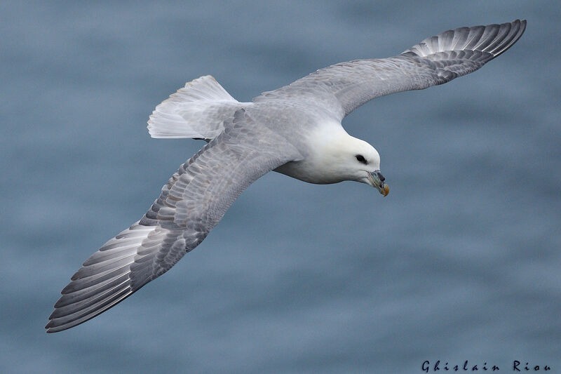 Fulmar boréal