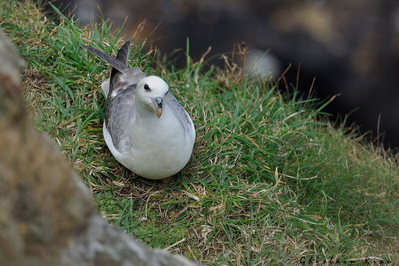 Fulmar boréal