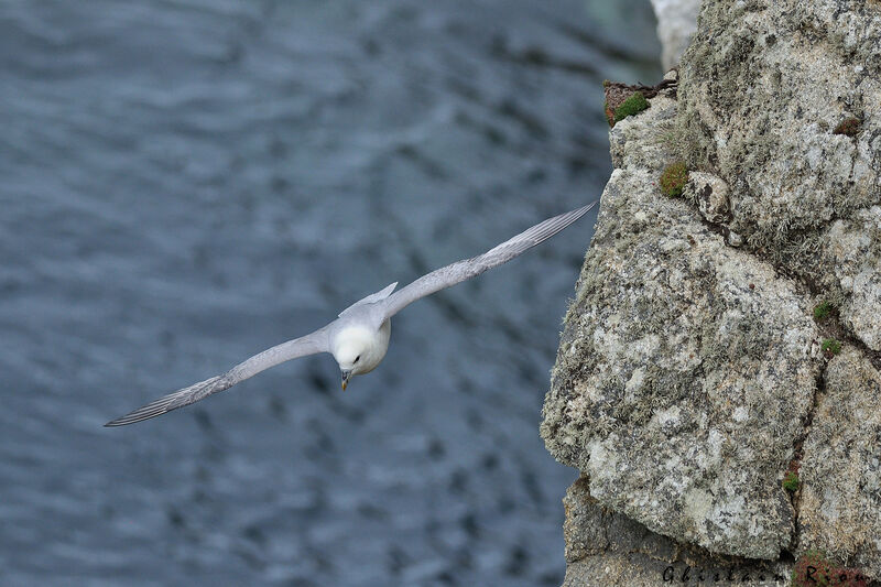 Fulmar boréal