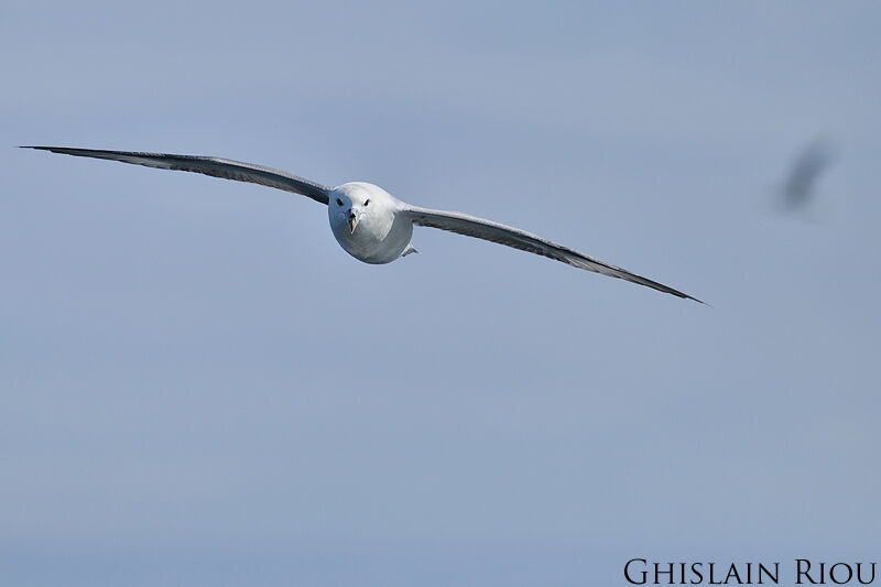 Fulmar boréal