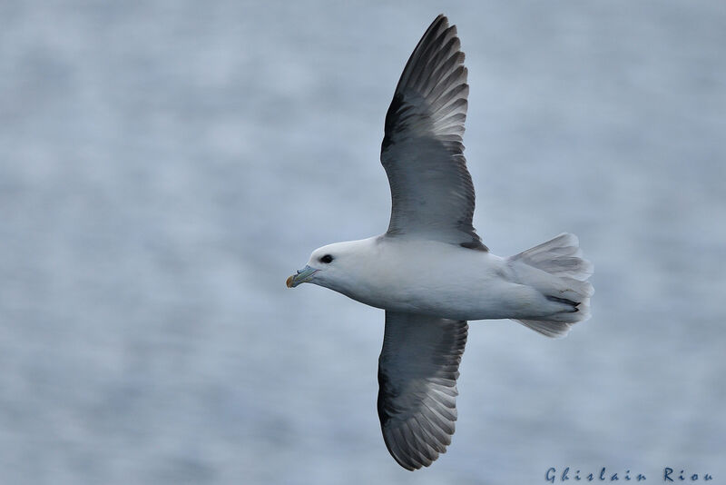 Northern Fulmar