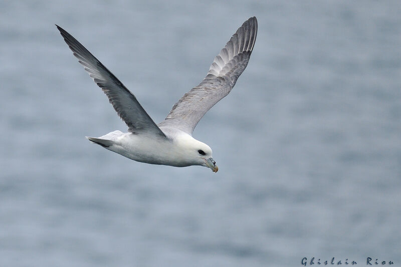 Northern Fulmar