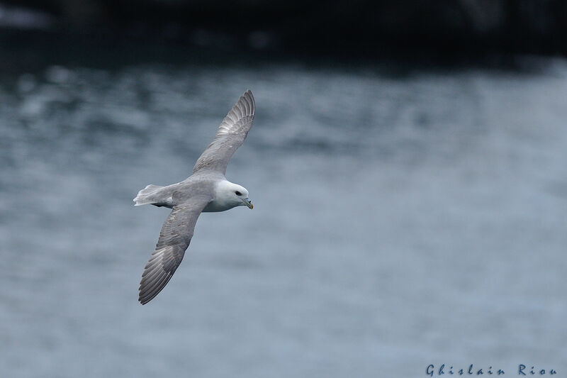 Fulmar boréal