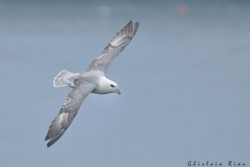 Fulmar boréal