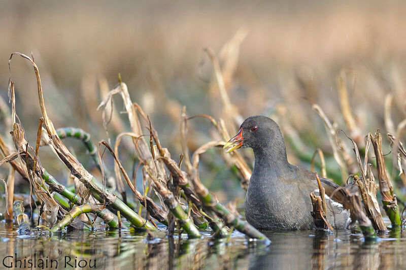 Common Moorhen