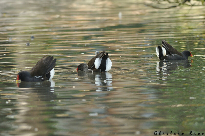 Gallinule poule-d'eauadulte