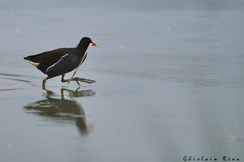 Gallinule poule-d'eauadulte