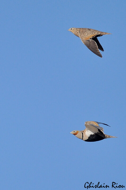 Black-bellied Sandgrouseadult