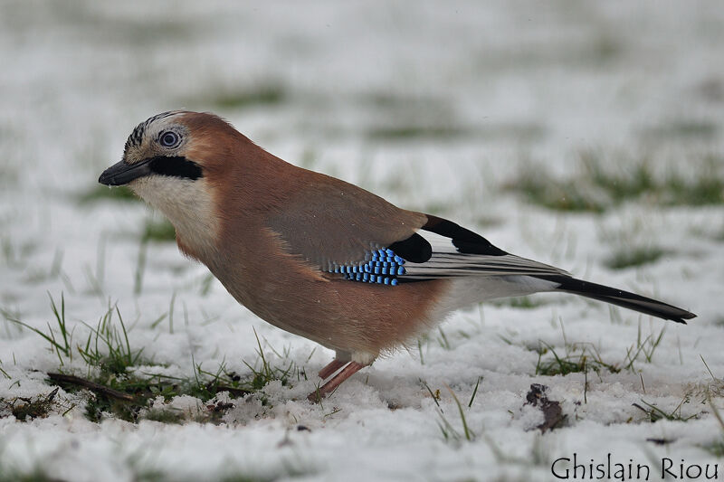 Eurasian Jay