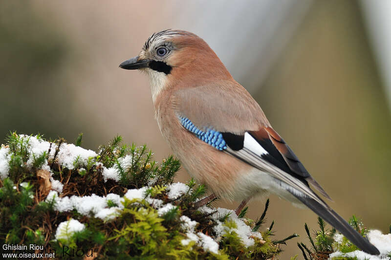 Geai des chênesadulte, identification