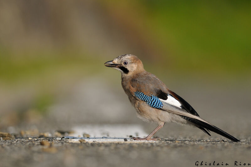 Eurasian JayFirst year