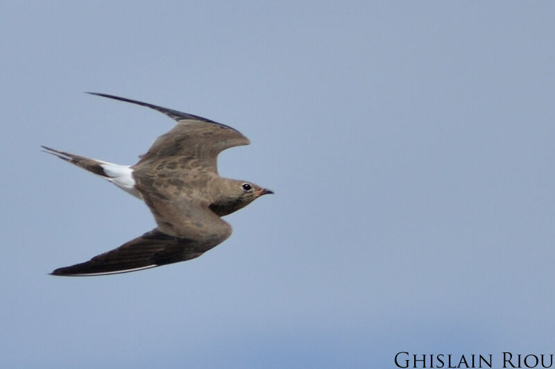 Collared Pratincole