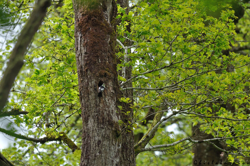 Gobemouche à collier mâle, habitat, Nidification