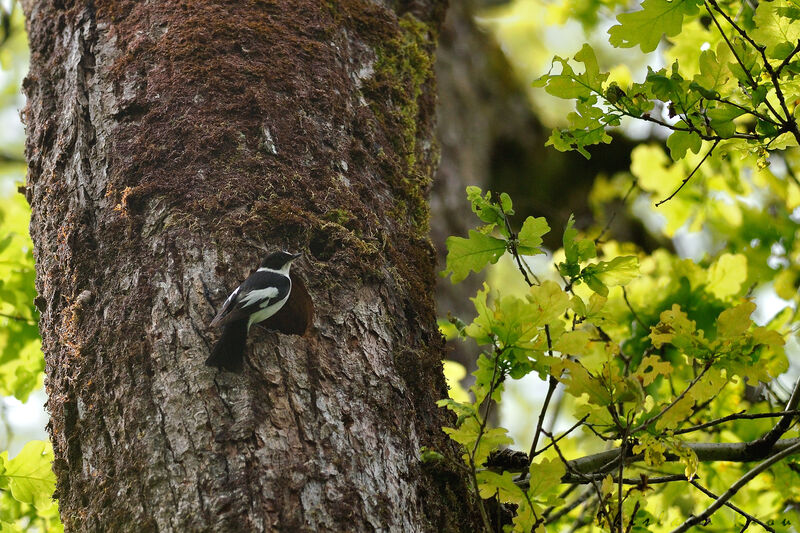 Collared Flycatcher male, habitat, Reproduction-nesting