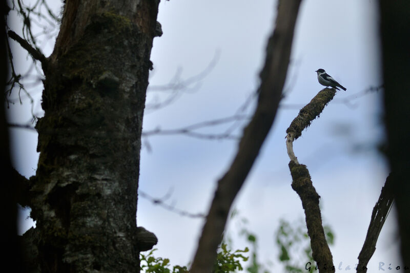 Gobemouche à collier mâle, habitat, Nidification