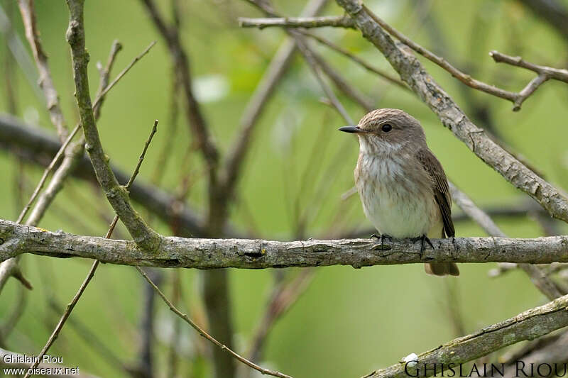 Spotted Flycatcher, habitat, pigmentation