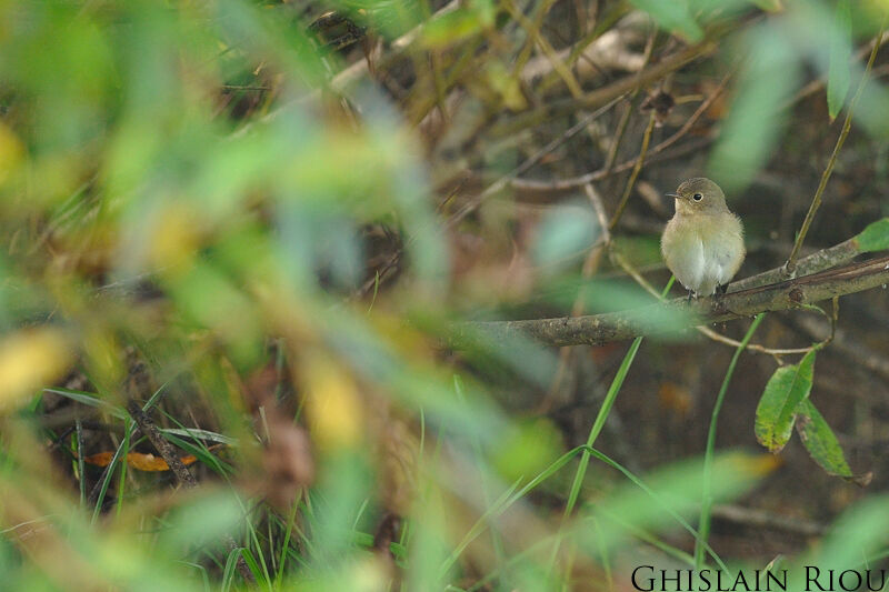 Red-breasted Flycatcher