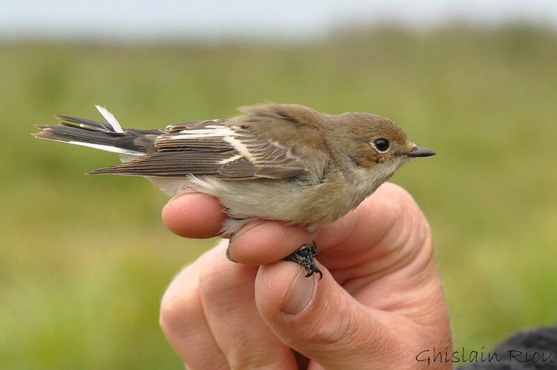 European Pied Flycatcher