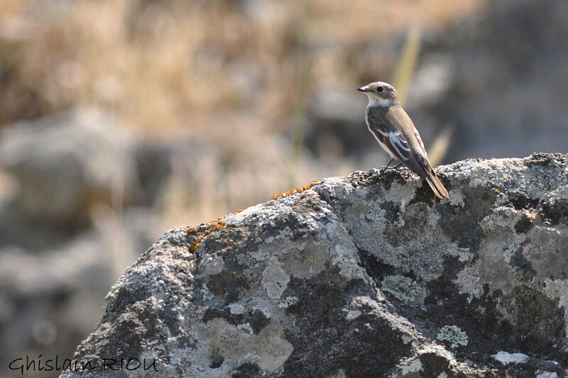 European Pied Flycatcher