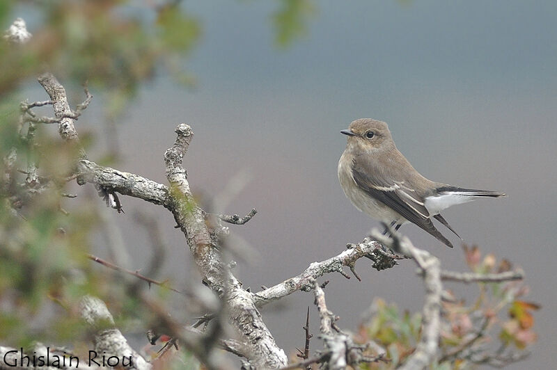 European Pied Flycatcher