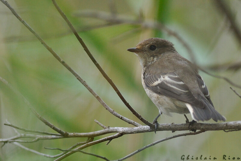 European Pied FlycatcherFirst year